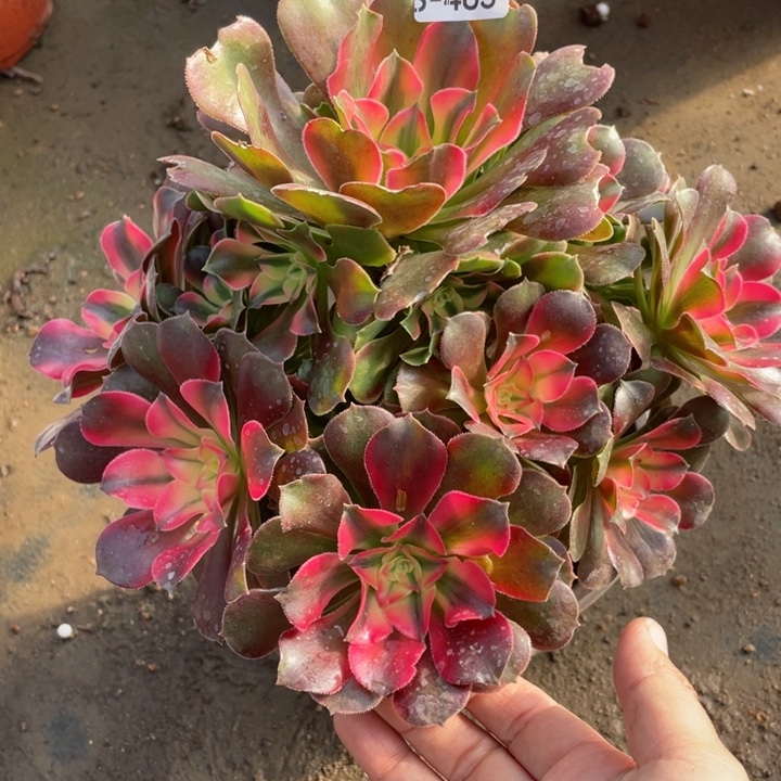 483香妃多肉123456789