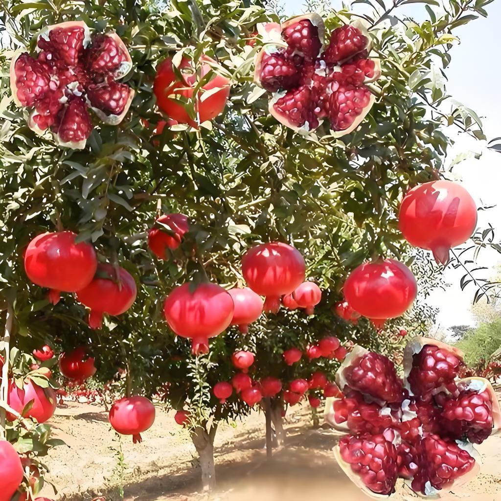 突尼斯软籽丶幕乐超软籽石榴树 盆栽地栽 一物一拍