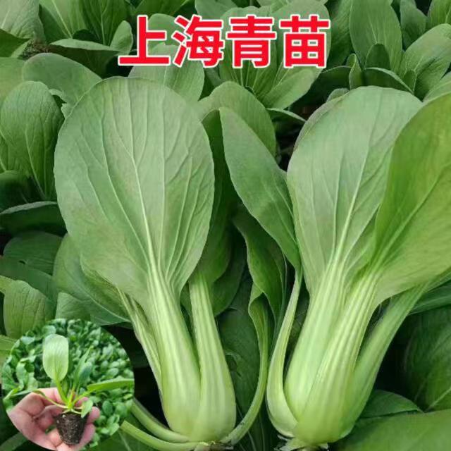 上海青秧苗苏州青秧苗农家蔬菜园高产