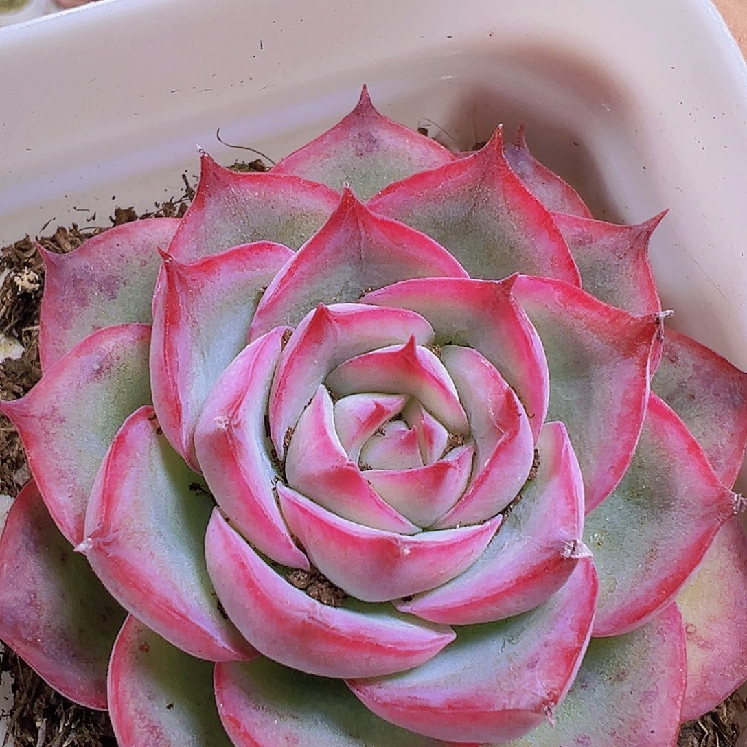 小精品侧影19包邮多肉植物