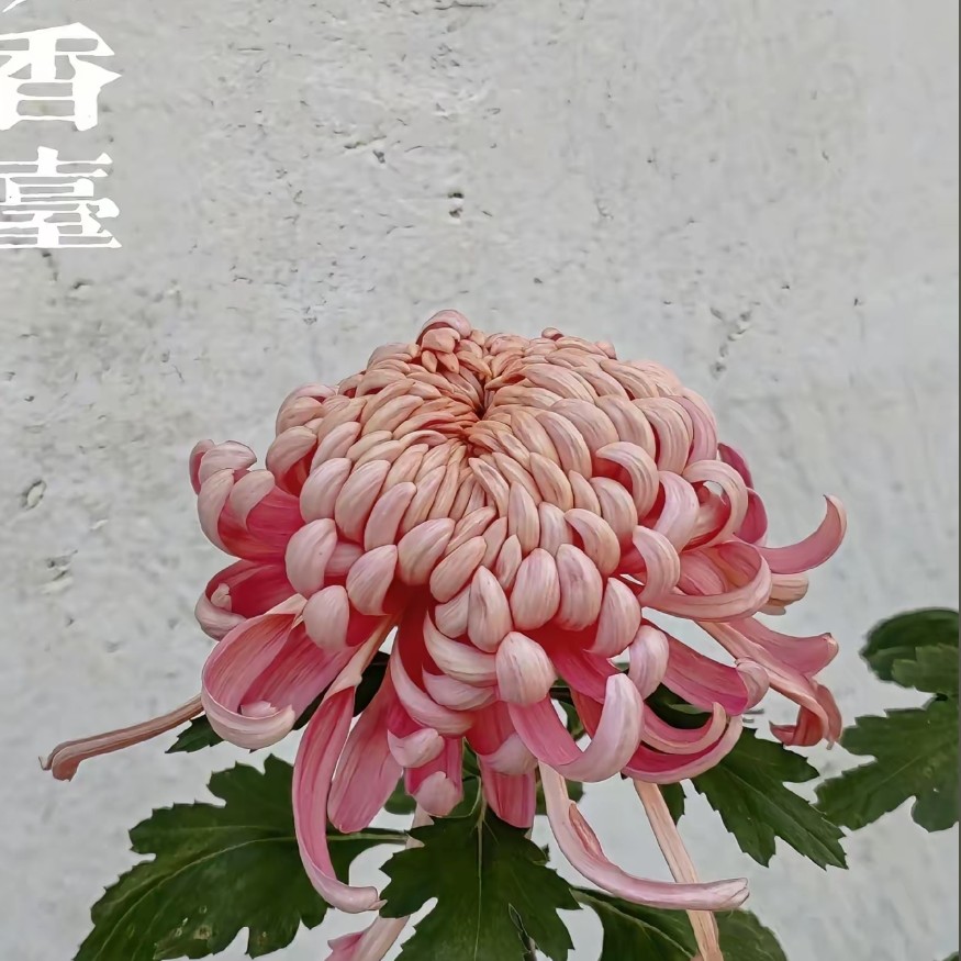 残花母本处理断支掉苞不包售后一盆2色必带沉香台