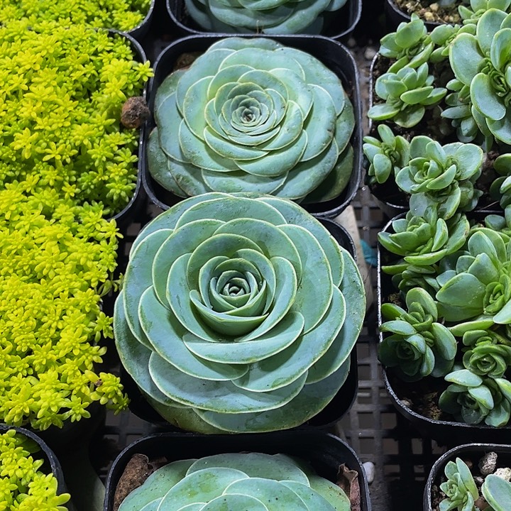 单头山地带盆土发