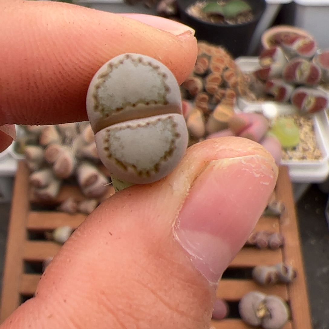 半***条0400号饼干 多肉植物