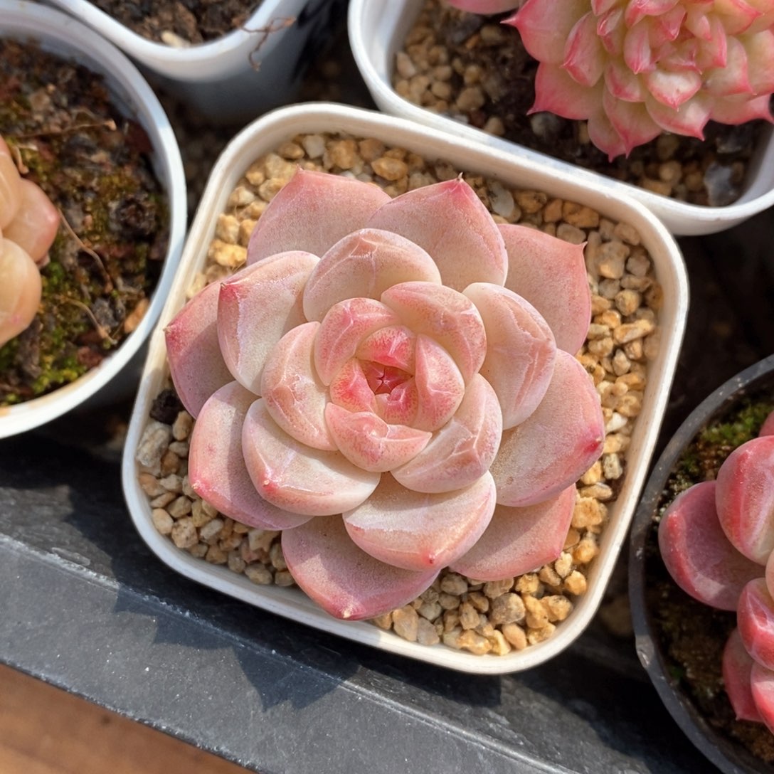 精品多肉一物一拍10