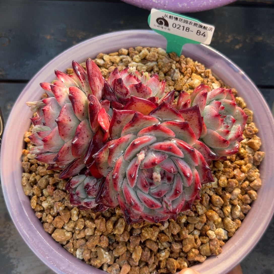 多肉一物一拍0218-84