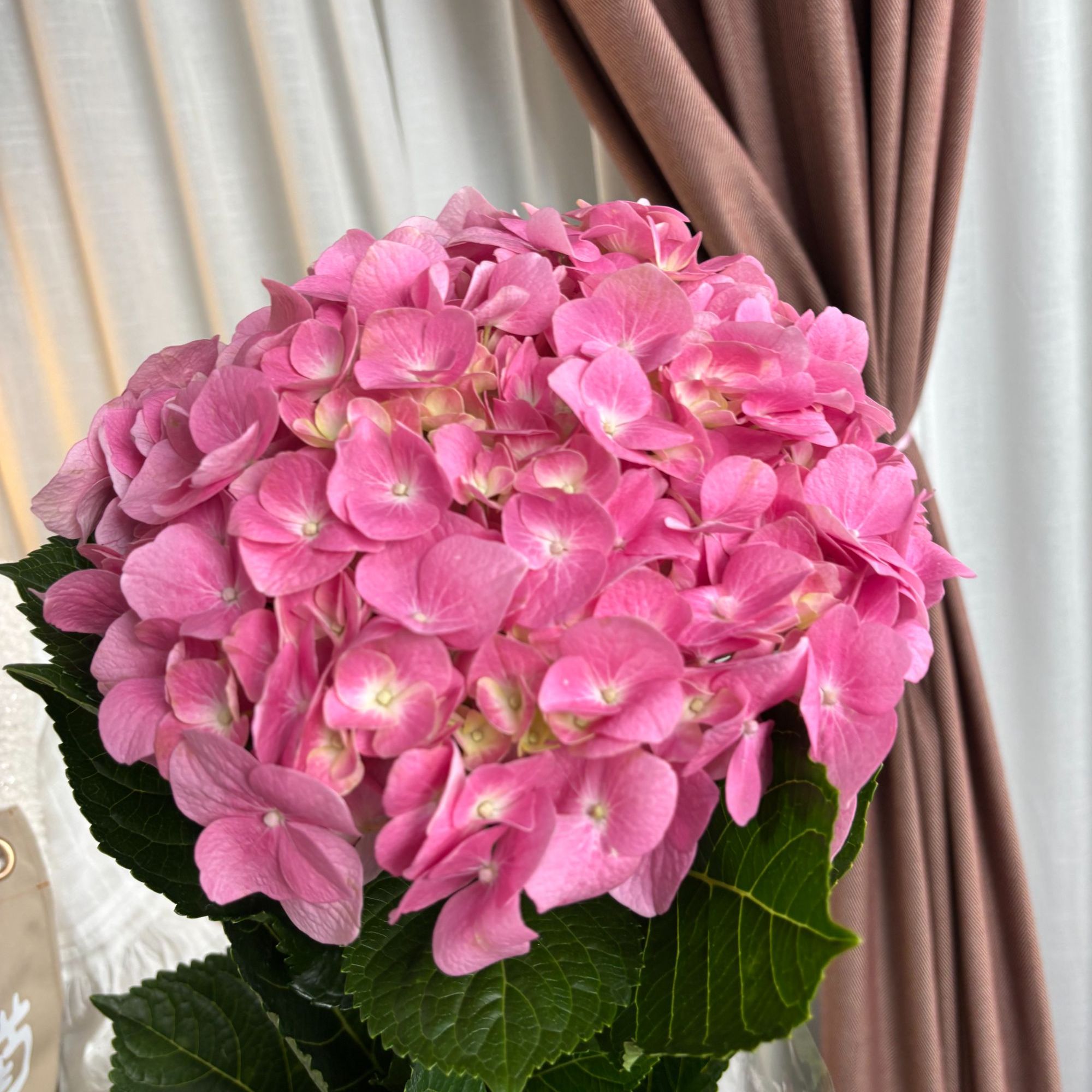 【花枝道】【粉色绣球】云南基地直发