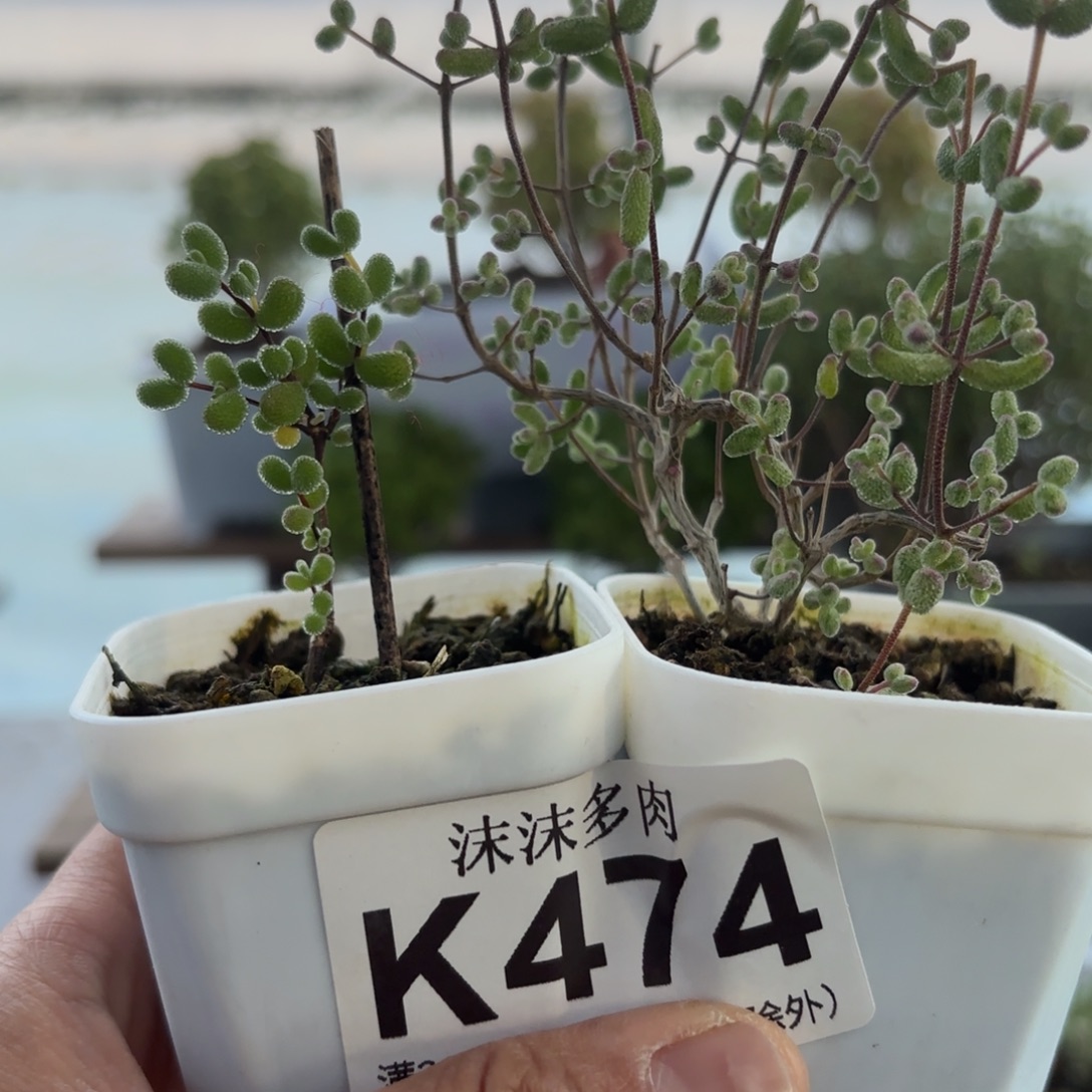 474白虎斑和翡翠组合