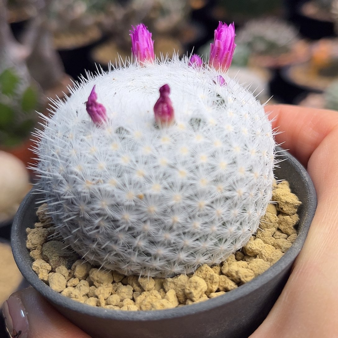 立刺春心Zzzzzssssaaaa