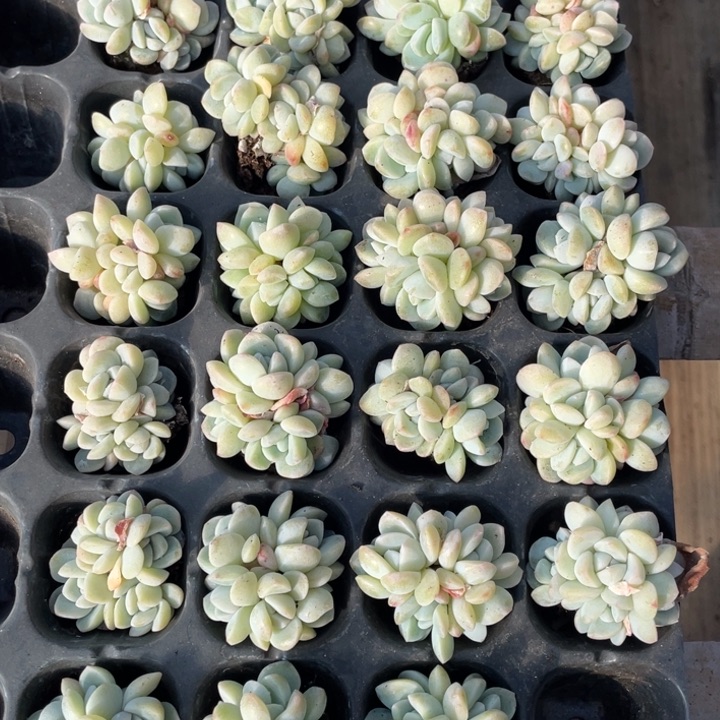 冰玉5头穴苗一颗冠幅4厘米20包邮新疆西藏不发