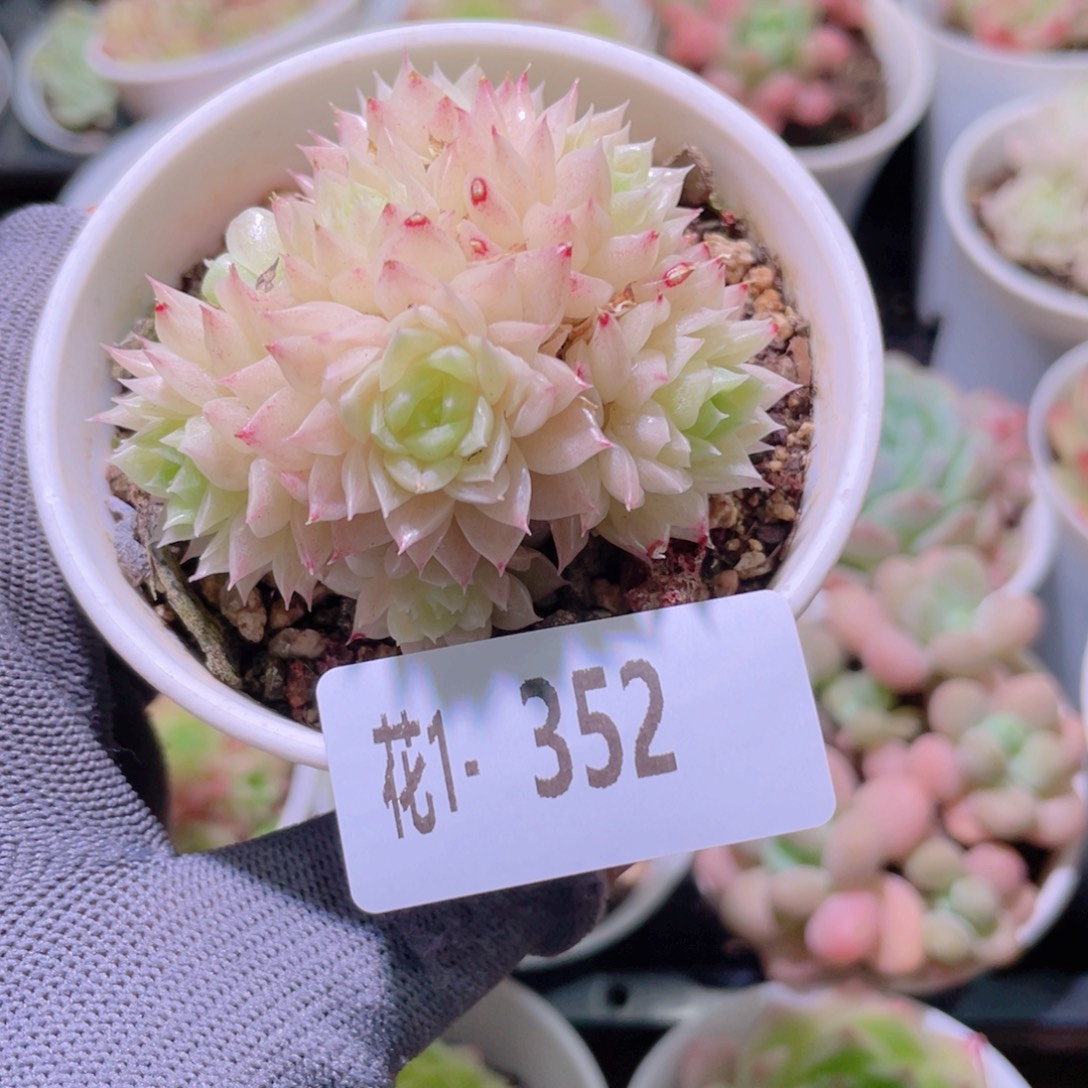 花利美1-352麦秆群