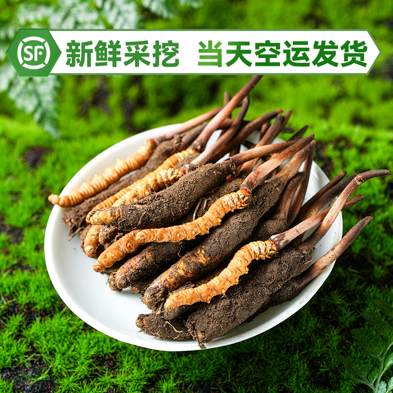 【那曲鲜草直播】2025年高海拔头茬新鲜冬虫夏草鲜虫草 0.6-1.0克