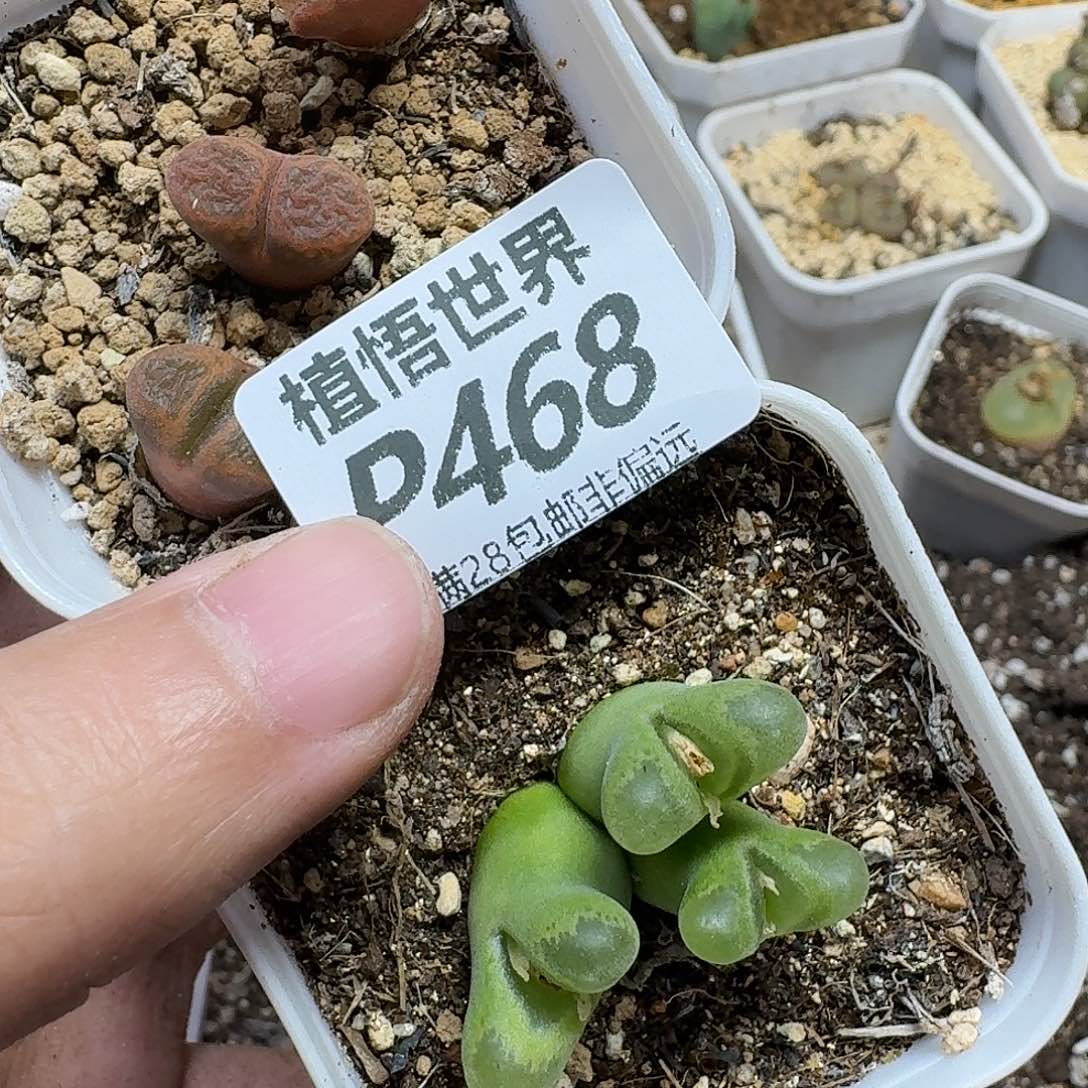 多肉植物的啊fgbbn