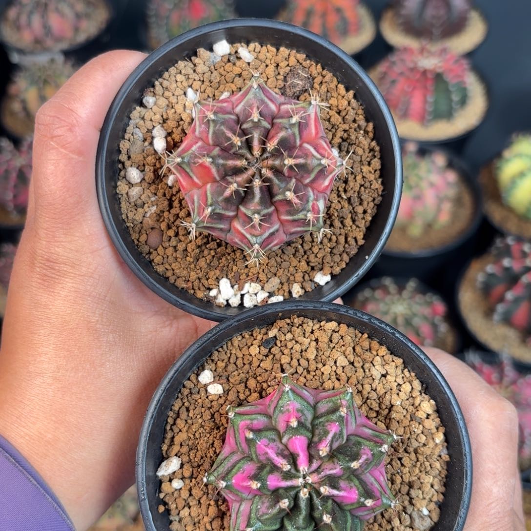 泰系米哈实生仙人球300