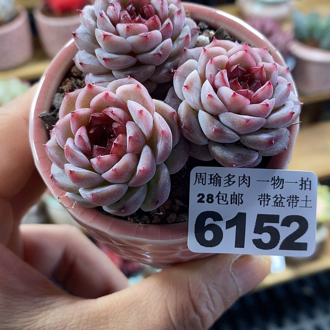 精控多肉植物6152