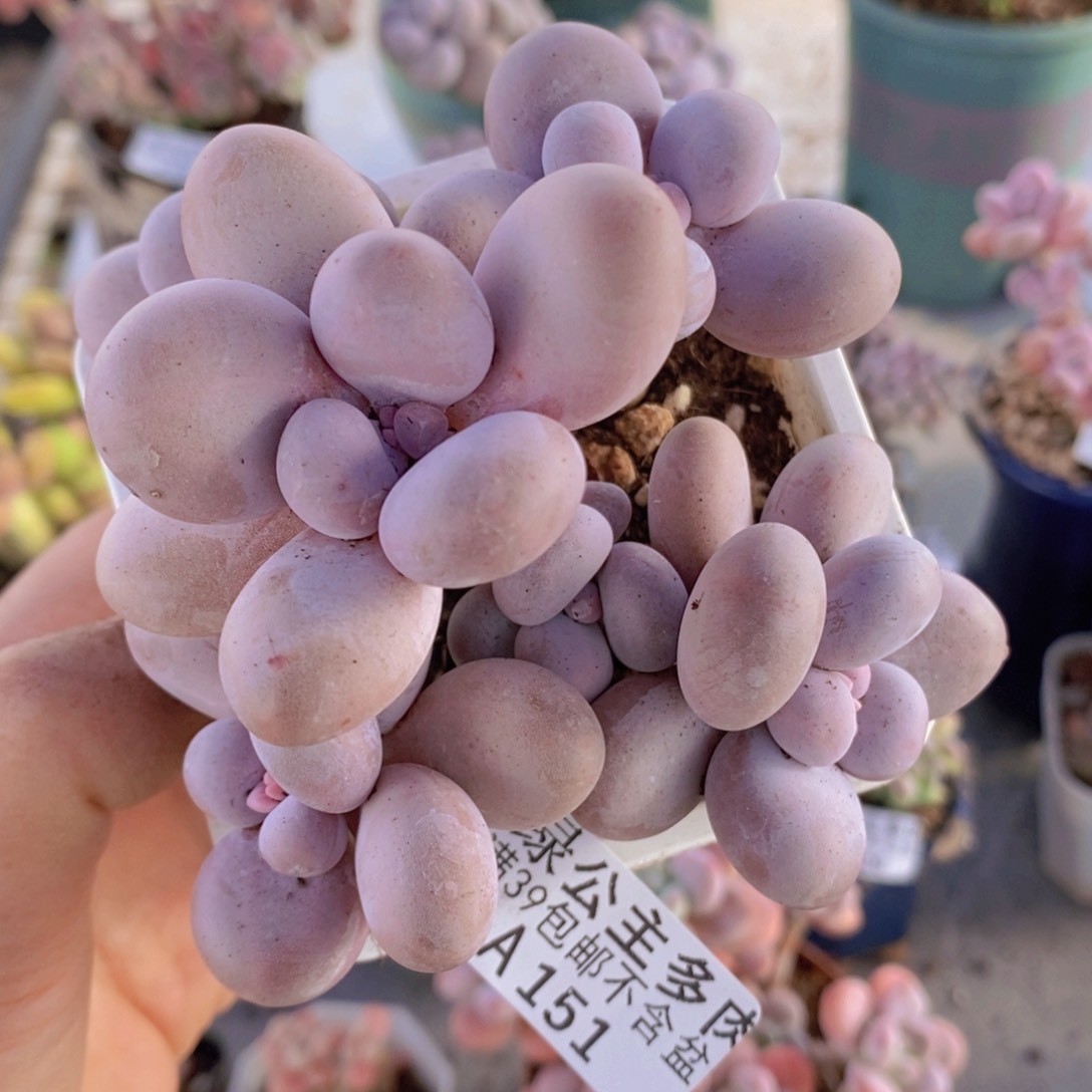 芭比奶洛6cm151多肉植物