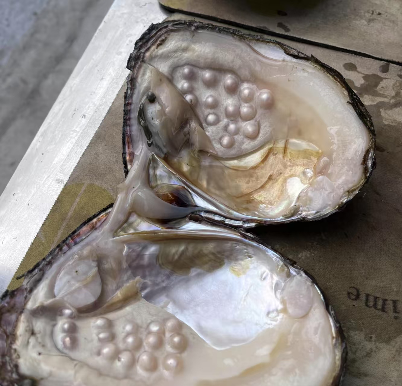 合金手链 【直播间专属二号链接】手链项链多样性发货