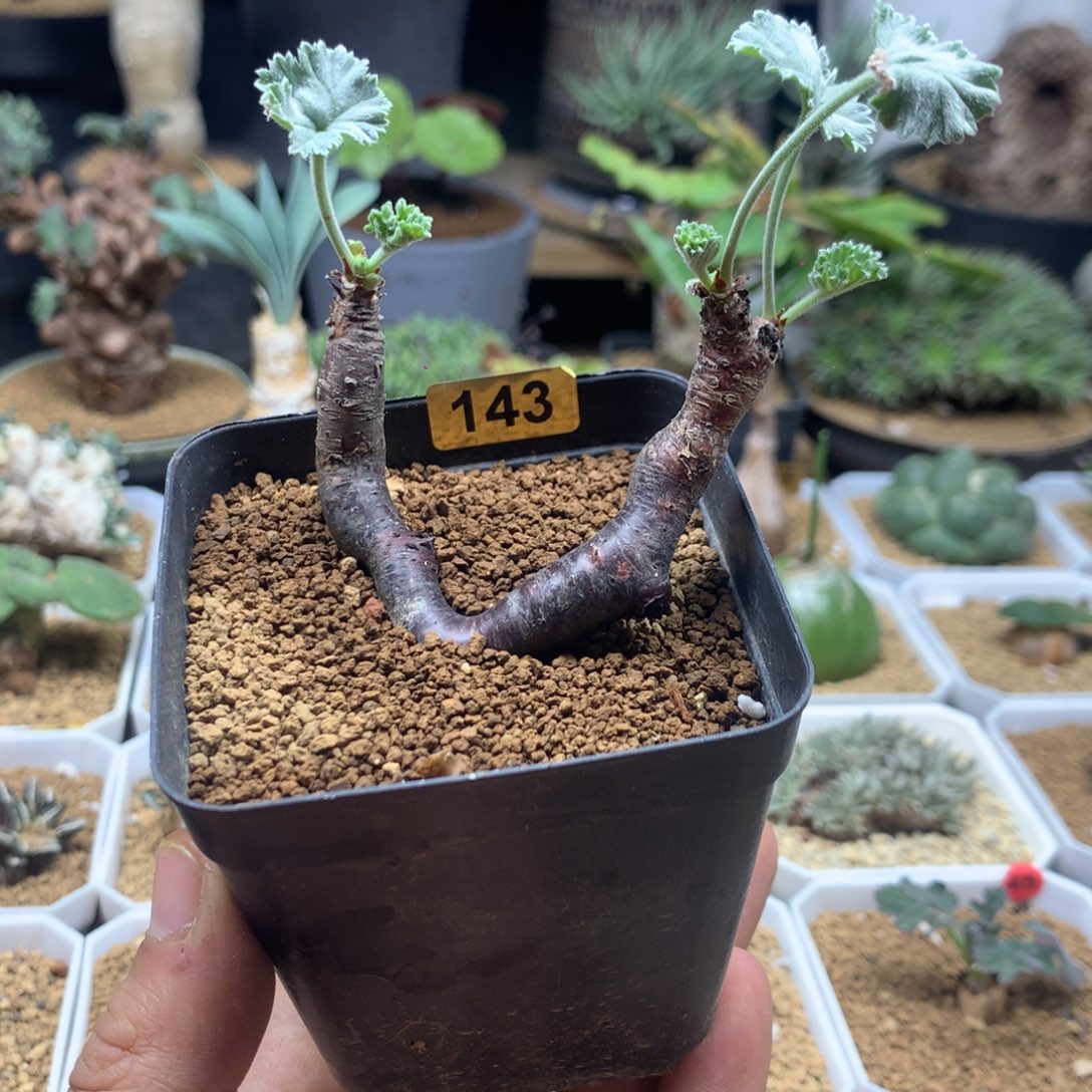 枝干杨葵带盆多肉143