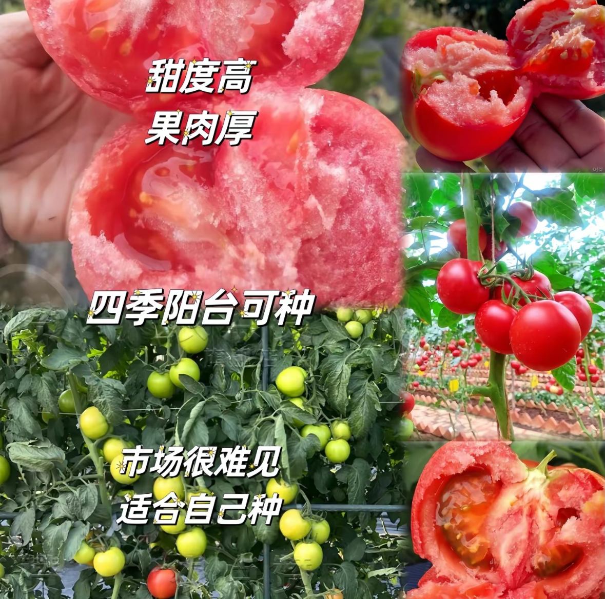 AA四季大西红柿番茄种子超甜西红柿种籽四季沙瓤大蔬菜种子