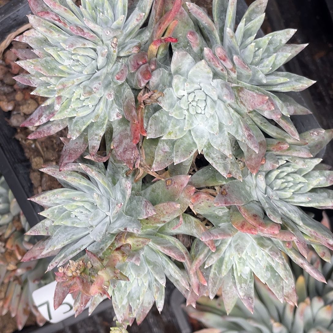 白菊苹果叶多头老桩7554
