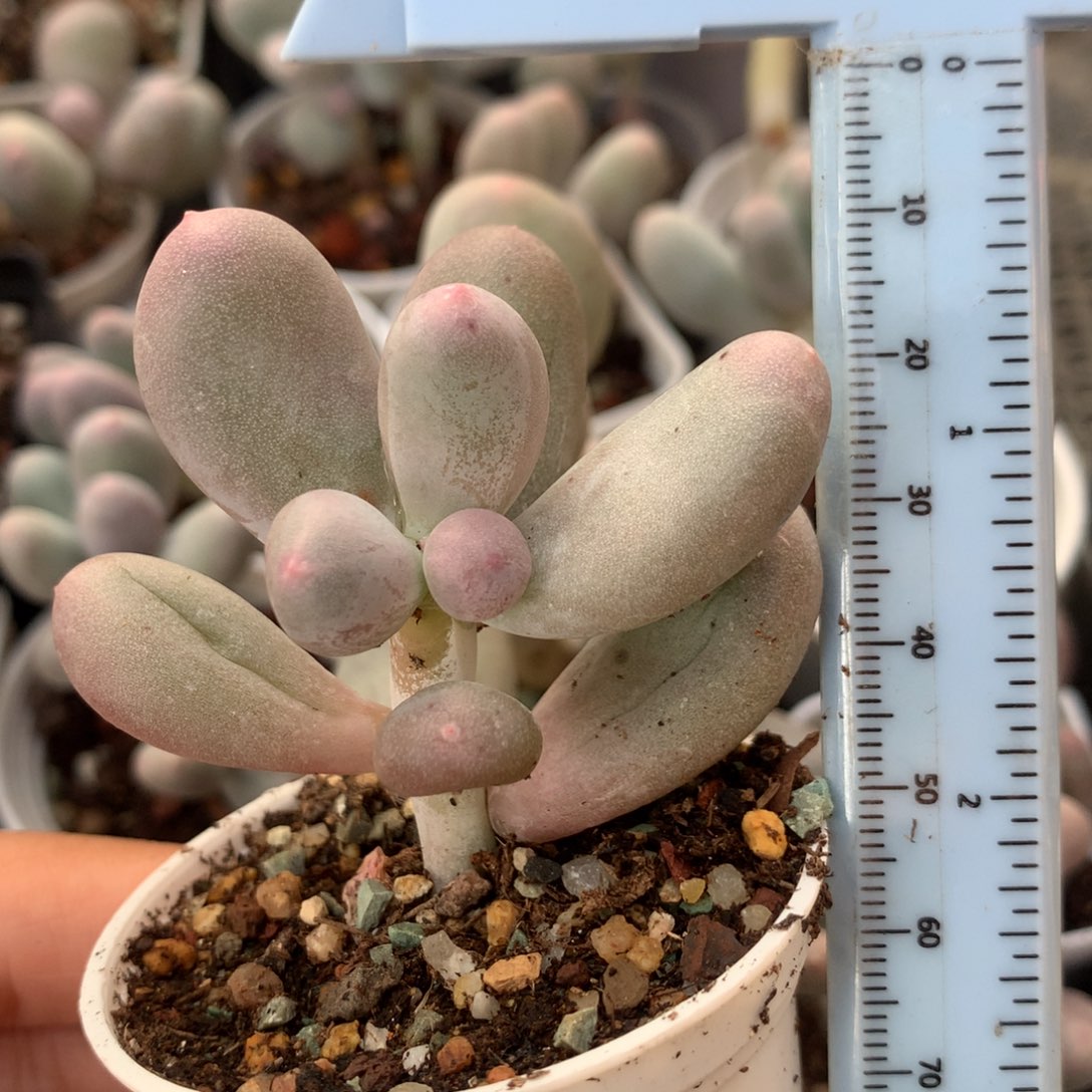 米可奶 不凑满28元发一片叶 不售后 到付