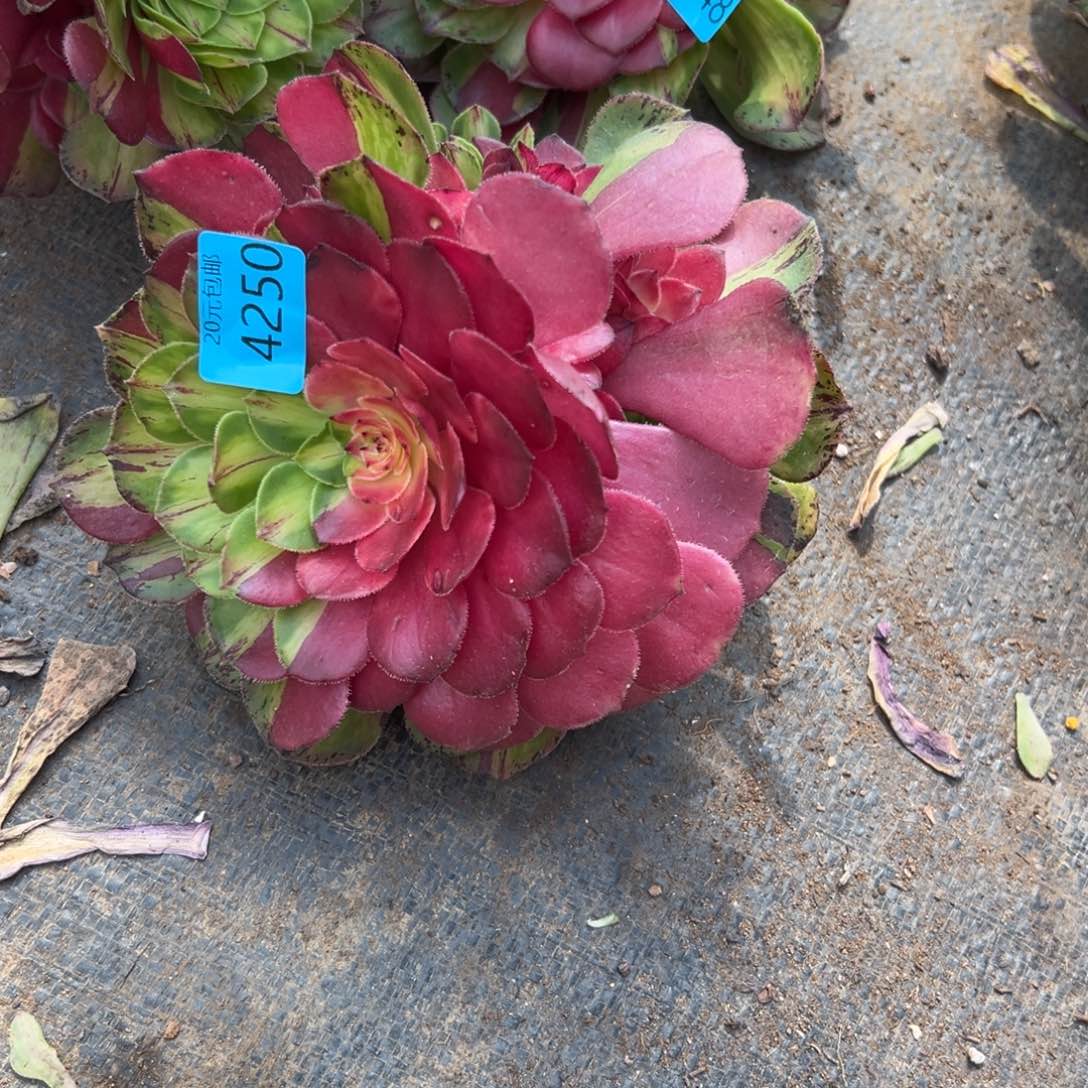 圆**?4250知否多肉多肉多肉