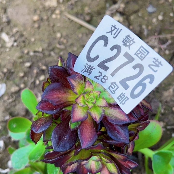 冰*2726砍头多肉植物法师