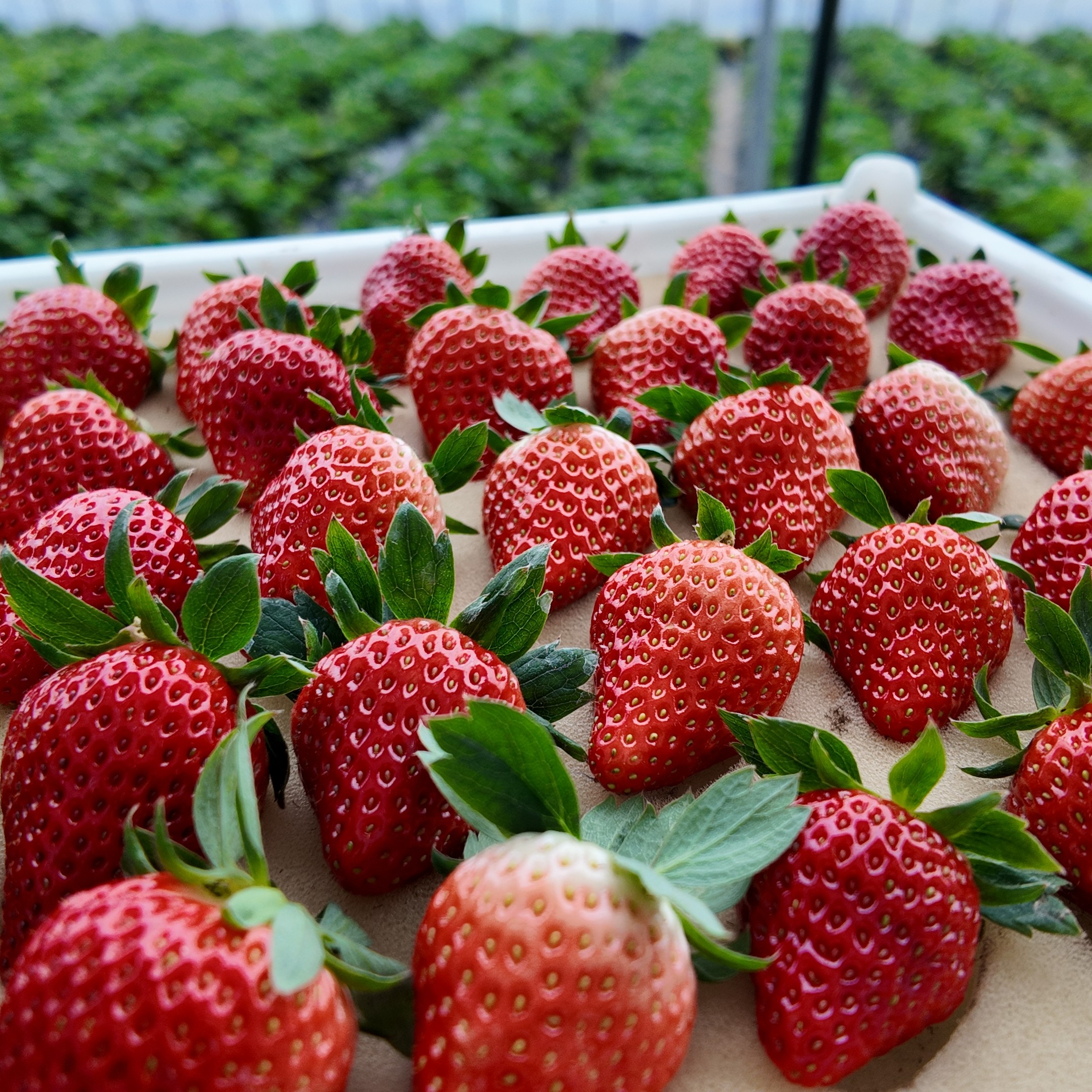 丹东九九红颜奶油露天种植新鲜水果顺丰包邮产地直发大果3斤