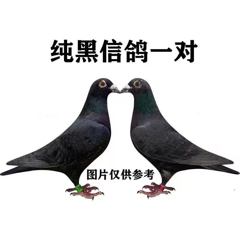 成绩正品信鸽赛鸽原环血统公棚赛鸽冠军高级鸽子种鸽成年信鸽