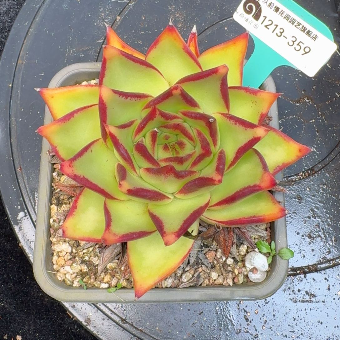 从前慢多肉精选编号1213.359