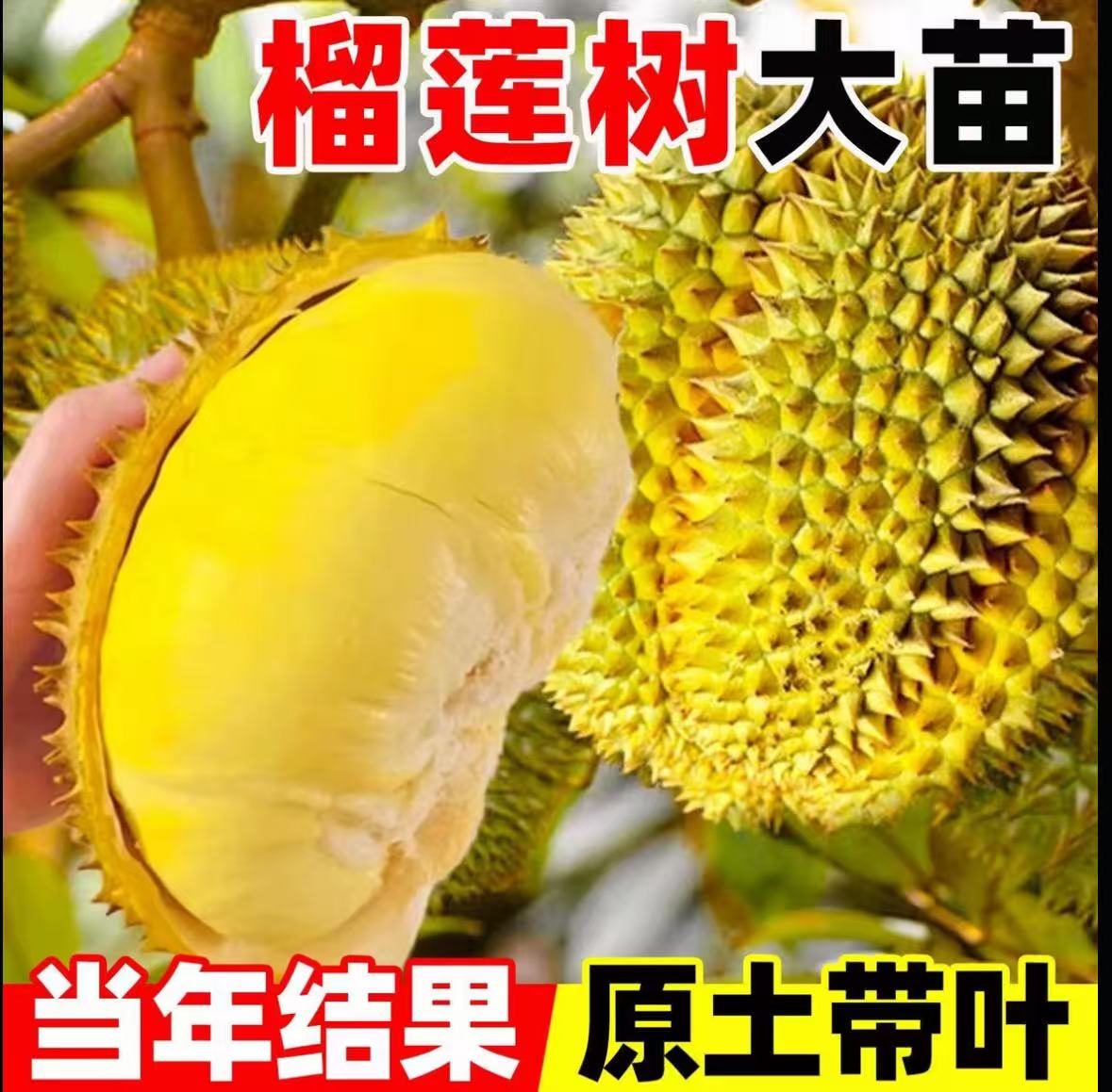 【当年结果】正宗榴莲 果树苗 南方北方 可种可地栽盆栽耐寒lll