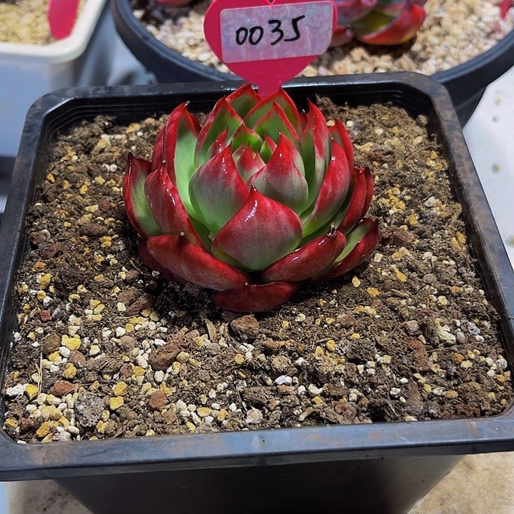 惊鸿仙子多肉植物35