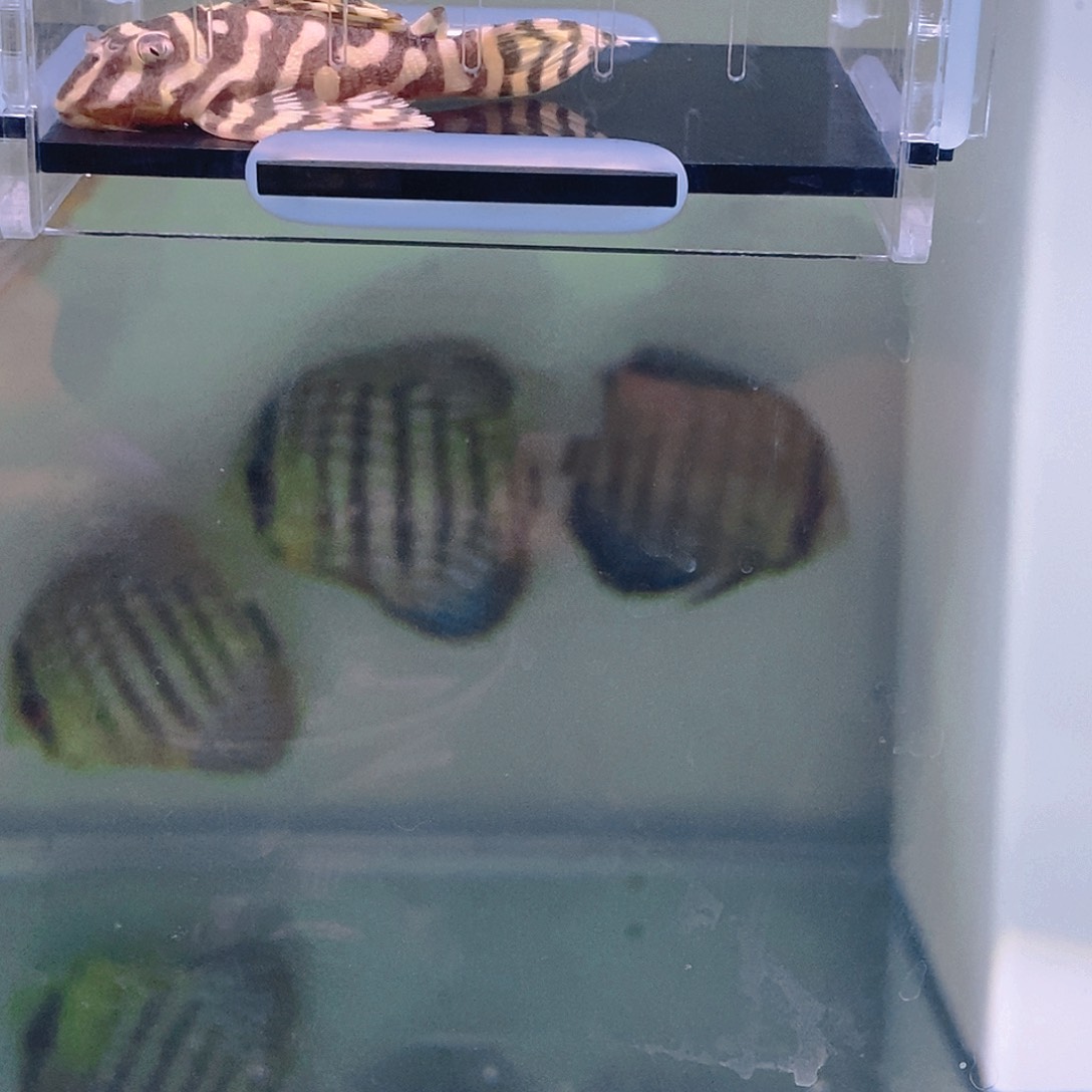 清道夫鱼25号皇室异型