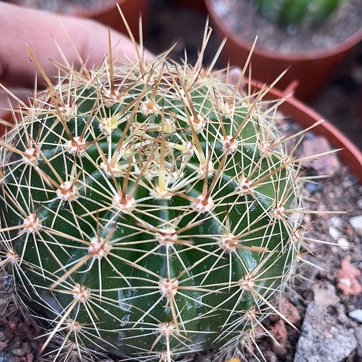 19号实生黄色狂刺彩草