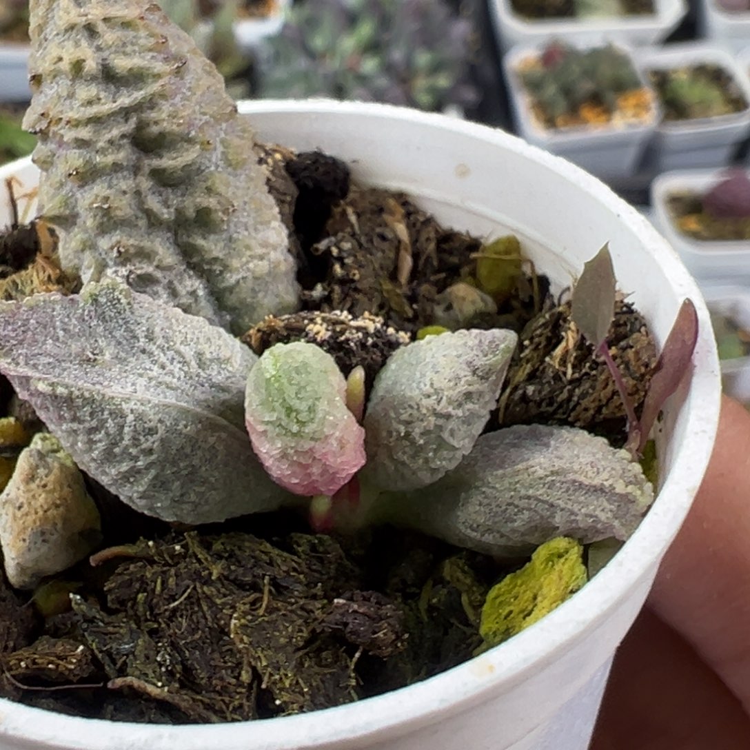 164融冰大苗融化纹