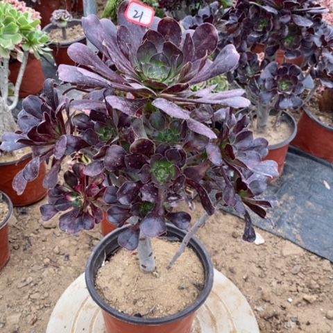 花蝴蝶捧花一物一拍