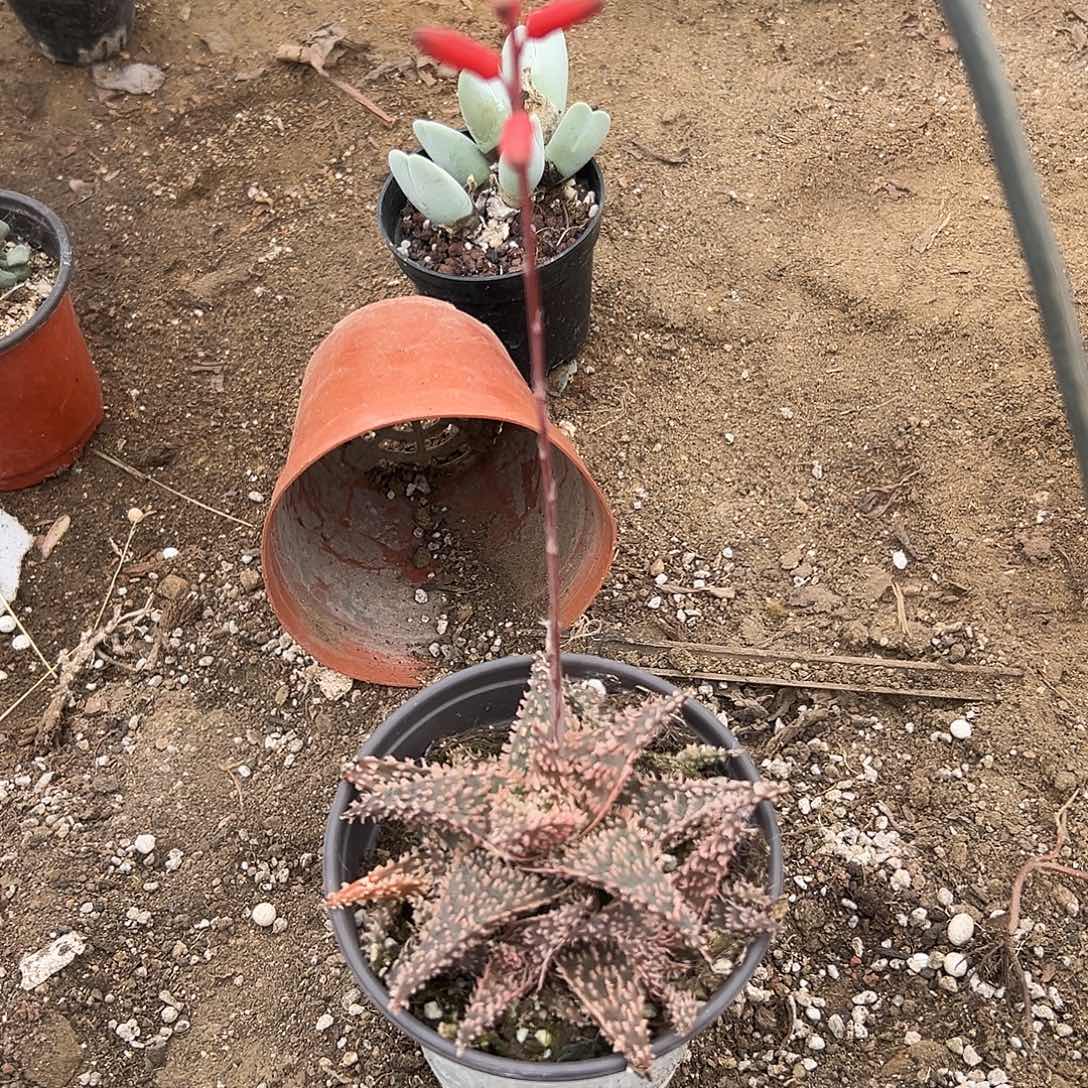 多肉植物园艺芦荟