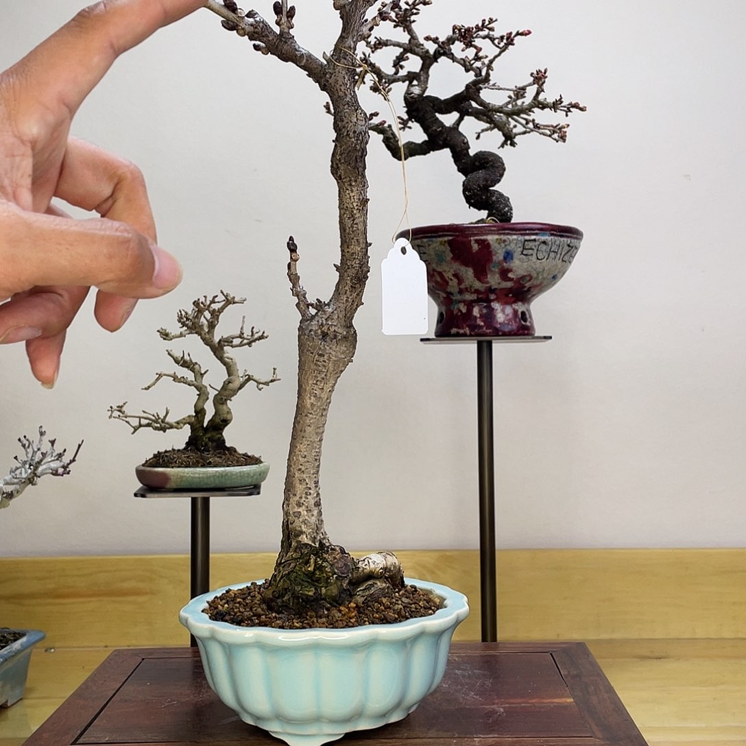 木本丰花紫藤盆栽