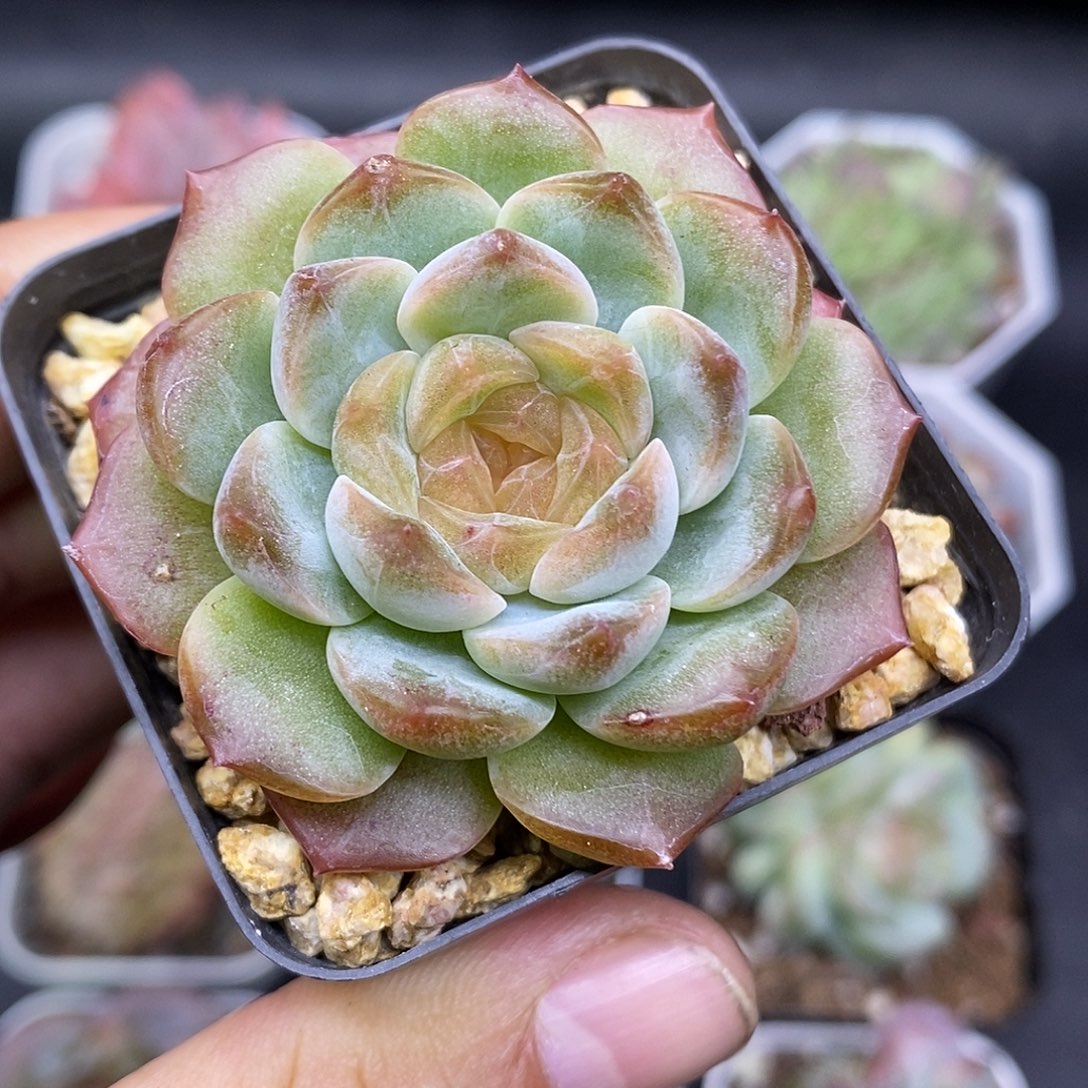 无尽灯30包邮非偏远
