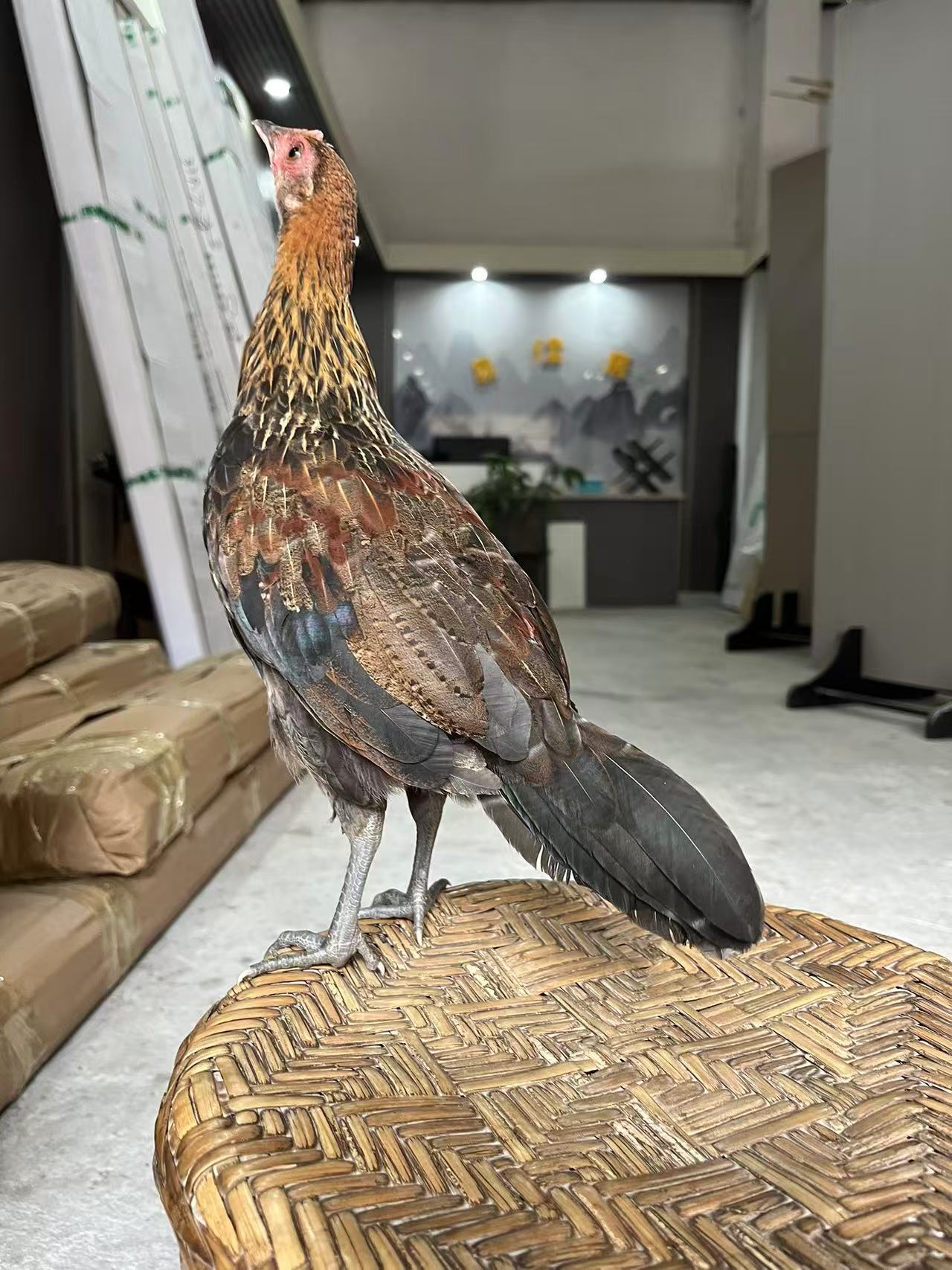 云南农户本地观赏鸡