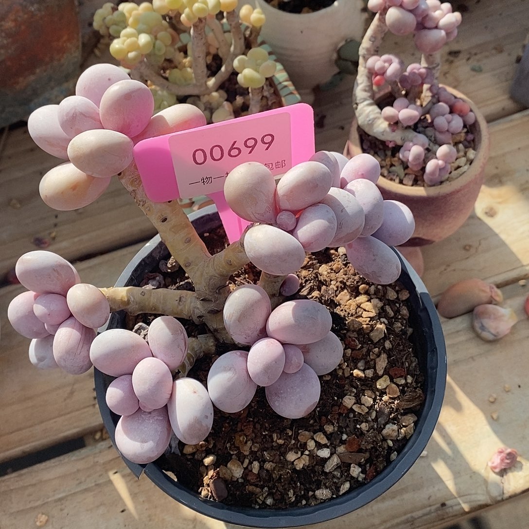 699模糊了旅客的加我呢