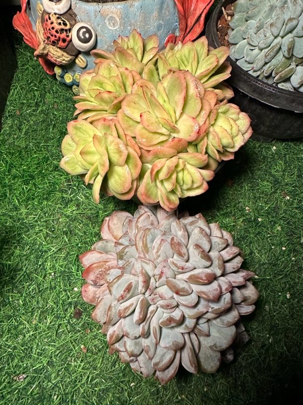 程成多肉植物冰玫瑰锦橙梦露缀