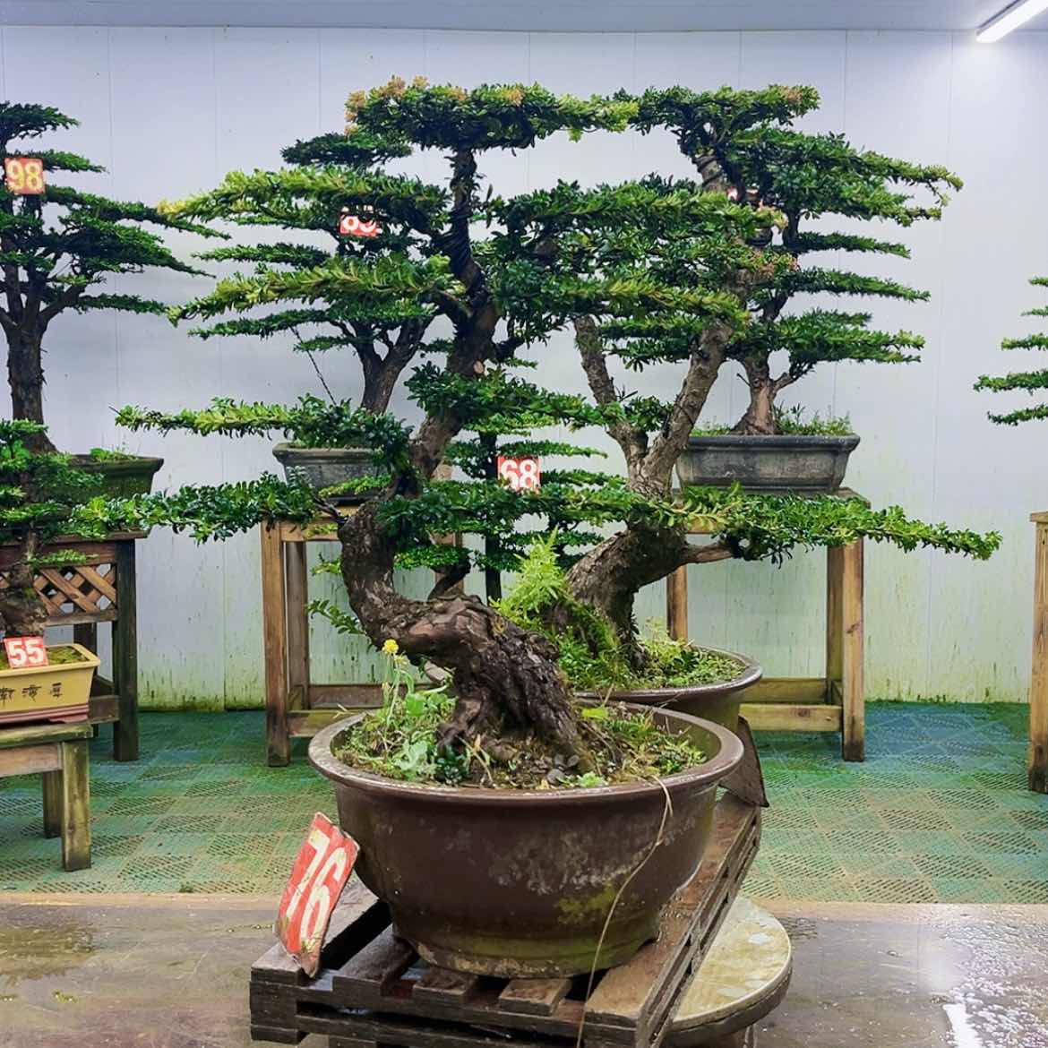 【闪购商品】无花朵