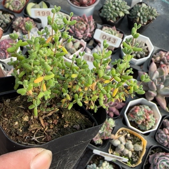 181枝干多肉植物多