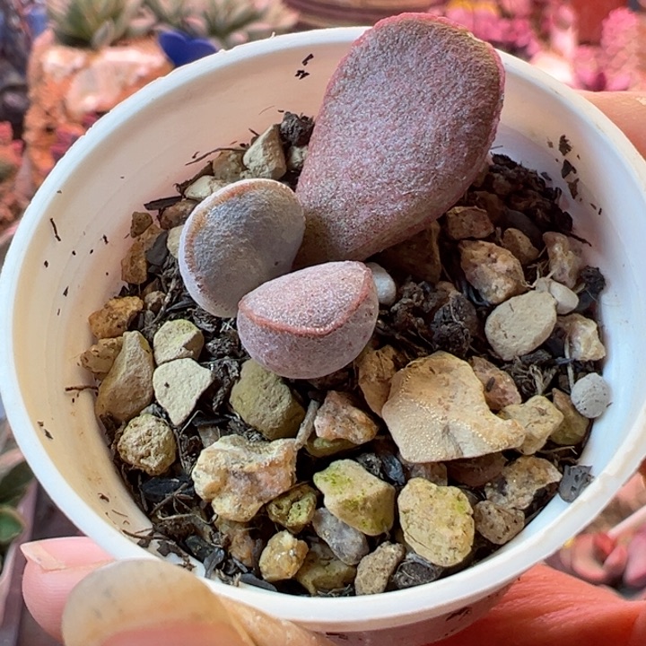 可以说我很喜欢看这段视频