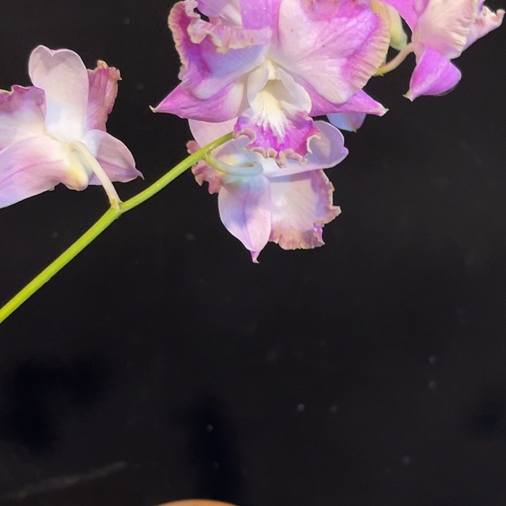 完全开放亮金金拍个体卡娜2079