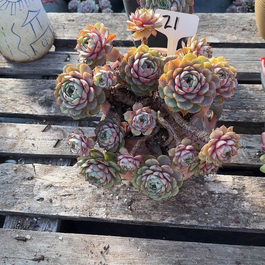 一***峰多肉植物，笨吧蒂斯21号