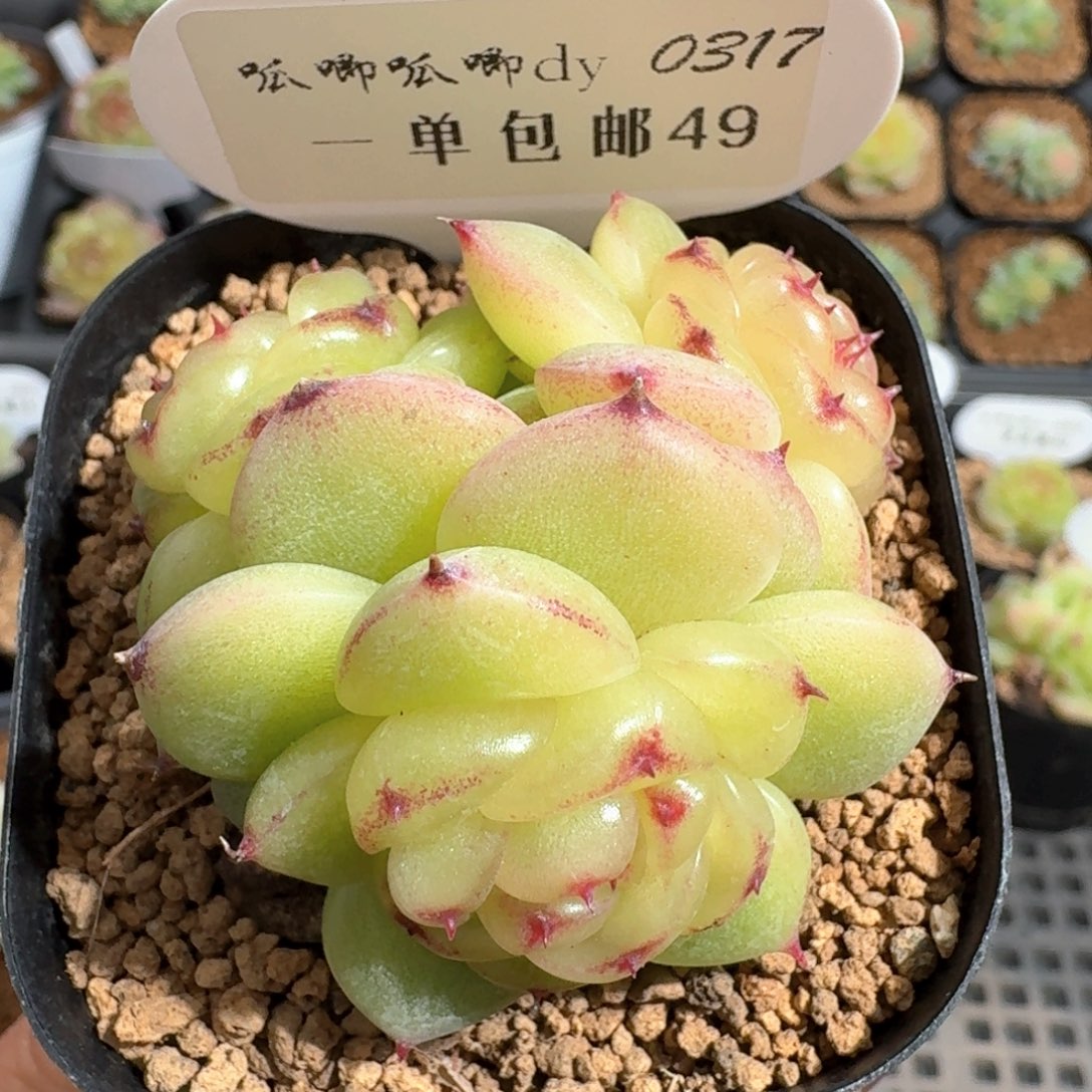 0317-049-宝拉珍妮