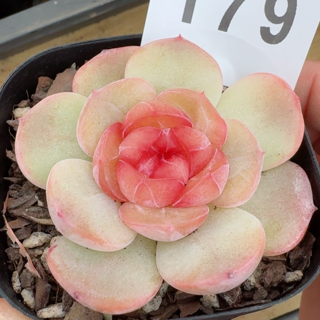 甜美珍妮       多肉植物