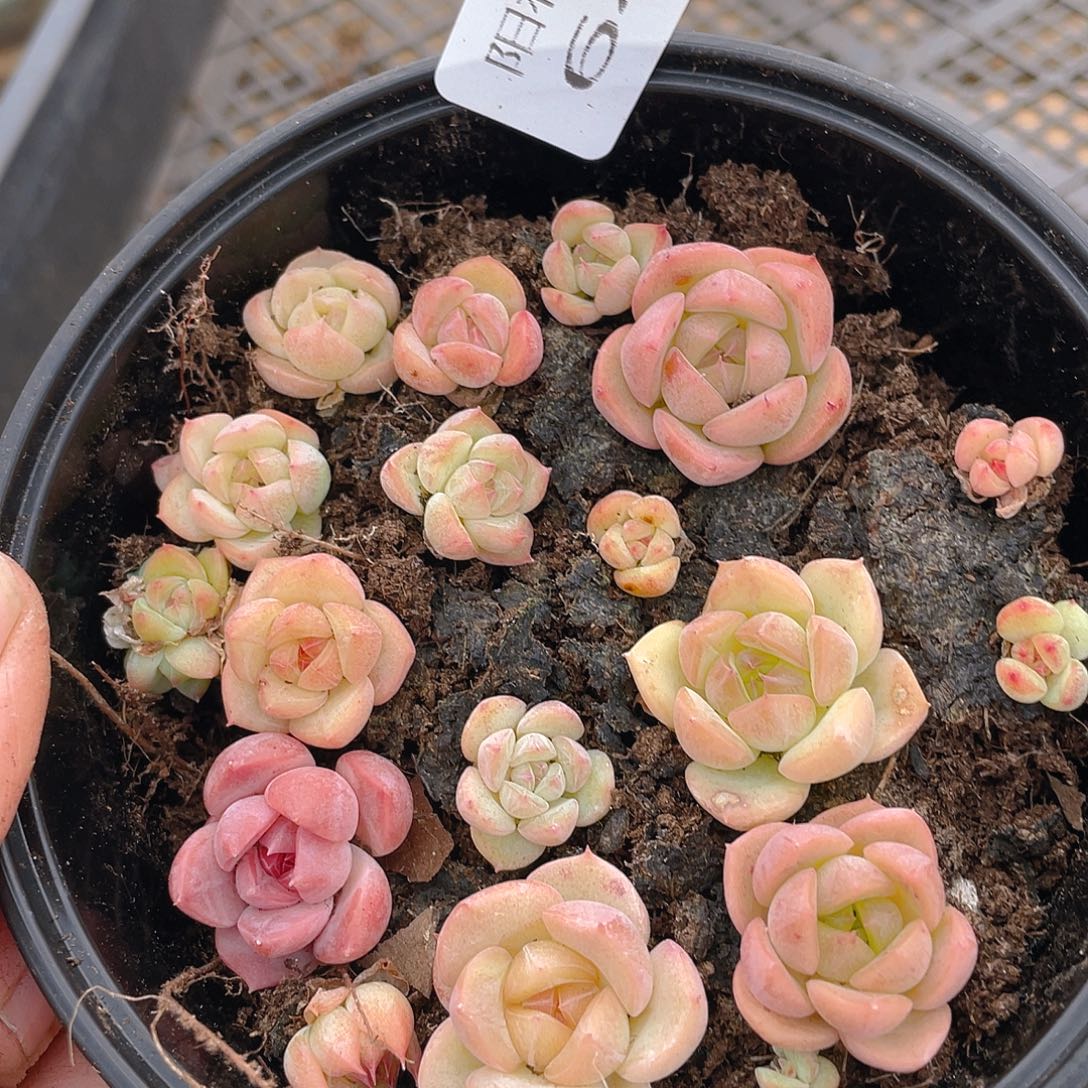 多肉植物多肉植物647