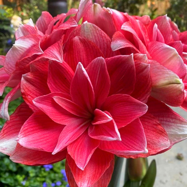 朱顶红双梦重瓣阳台庭院室内盆栽植物多季开花花园室外包邮球根